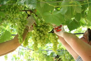 Il caporalato: una piaga da combattere come la mafia